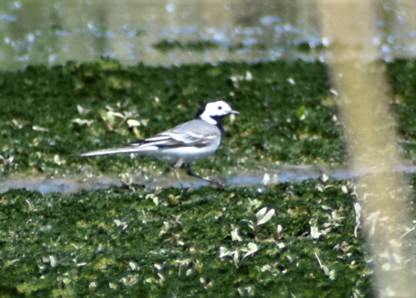 Geen idee welke vogel dit is.....